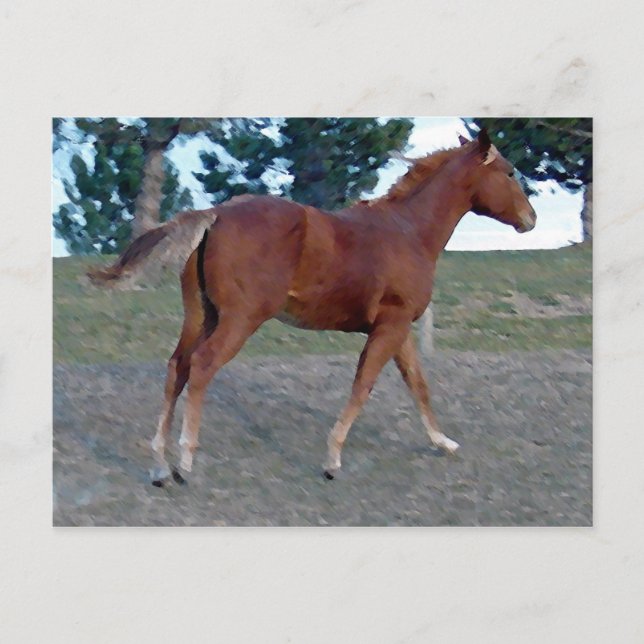 Sorrel Yearling Postkarte (Vorderseite)