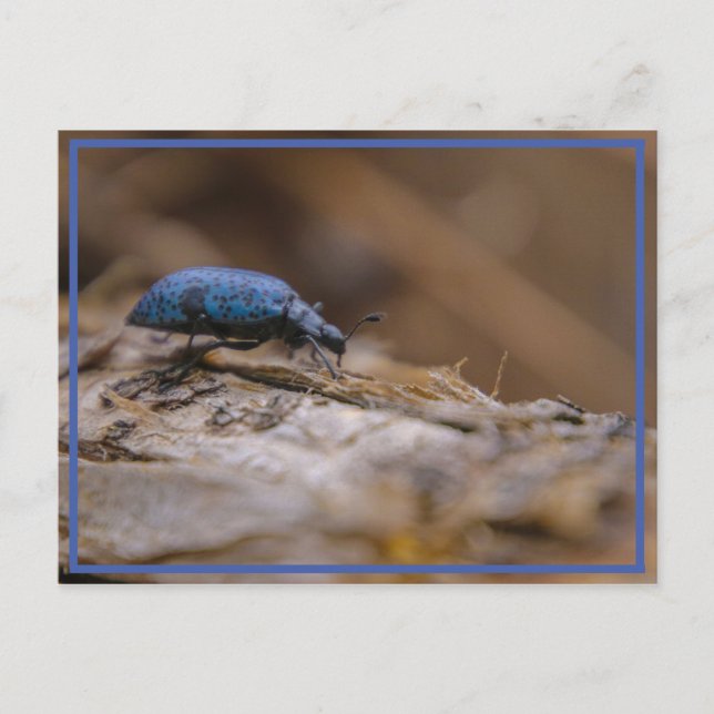 Sorry, BUG Sie ! Postkarte (Vorderseite)