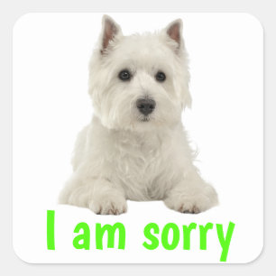 Sorry West Highland Terrier Welpe Hund Quadratischer Aufkleber