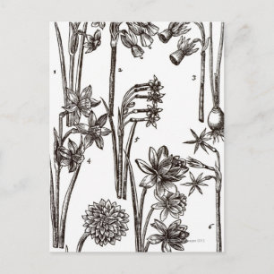 Sorten von Jonquils Postkarte