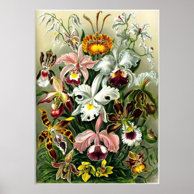 Sorten von Orchids lithographic von Ernst Haeckel Poster (Vorne)