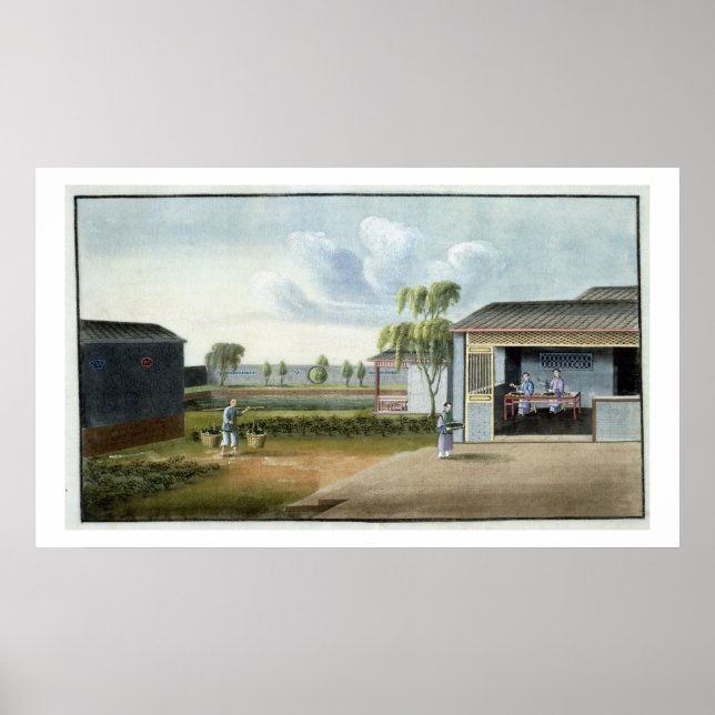 Sortiertee (w/c auf Papier) Poster (Vorne)