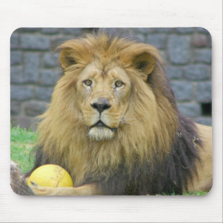 Sortiertes TierMousepads Mousepad
