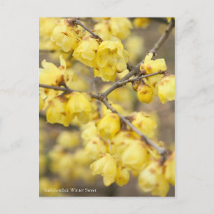Soshin-robai: Wintersüß [Postkarte] Postkarte