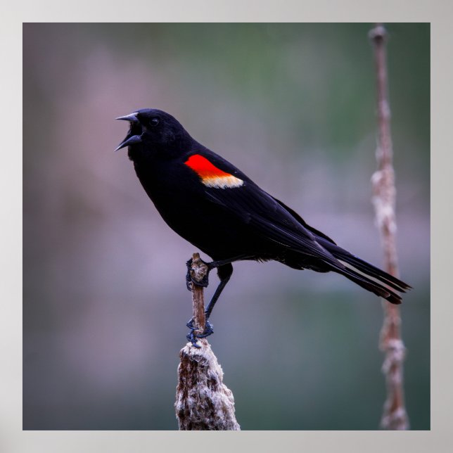 Sound Off Poster (Vorne)