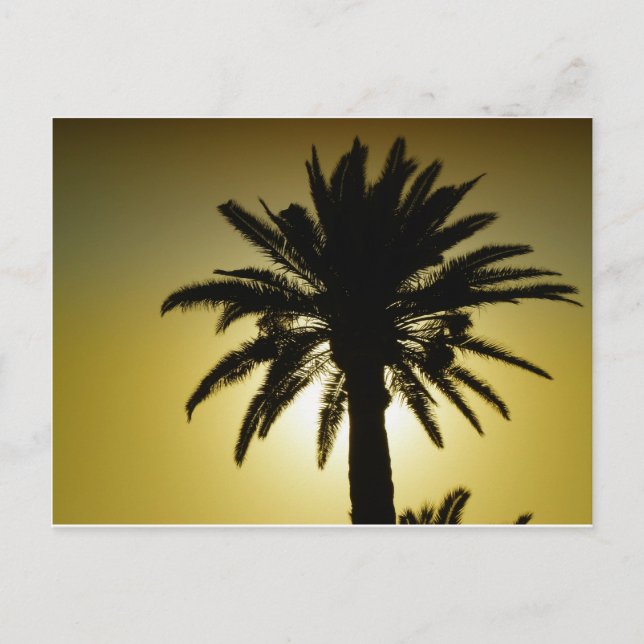 Sous les palmiers postkarte (Vorderseite)