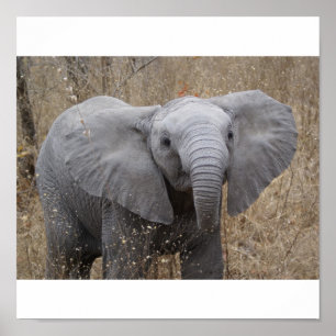 South African Baby Elephant Poster