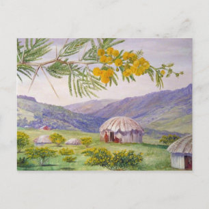 South African Doornboom, Marianne North Artist Postkarte