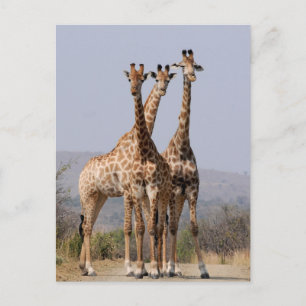 South African Giraffe National Park Postkarte