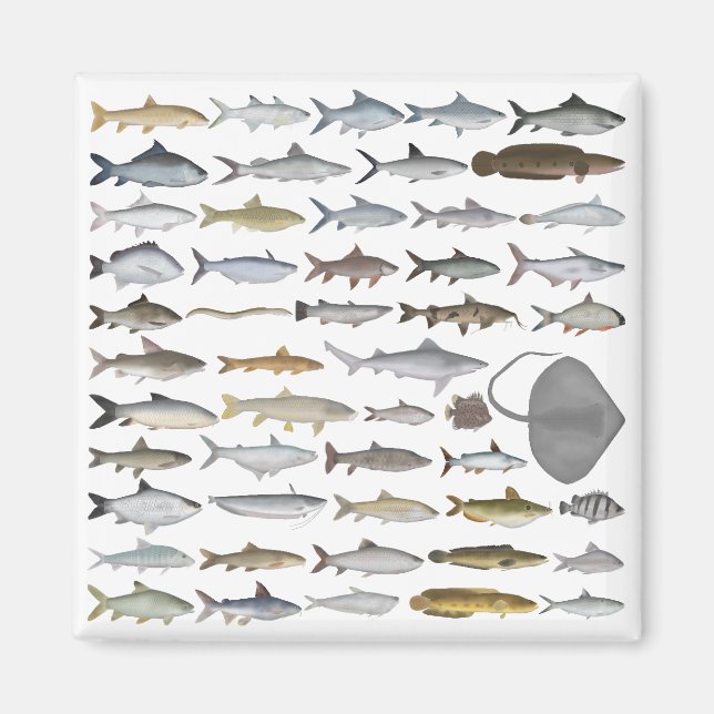 South Asia Freshwater Fish Group Magnet (Vorne)