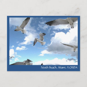 South Beach Miami Florida Seagulls Postkarte