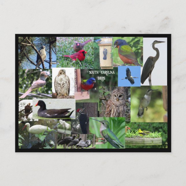 South Carolina Bird Species Collage Postkarte (Vorderseite)