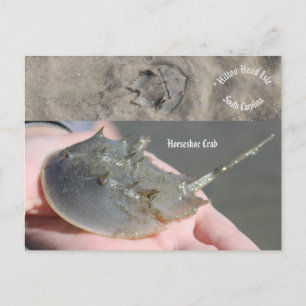 South Carolina Horseshoe crab Postkarte