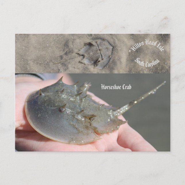 South Carolina Horseshoe crab Postkarte (Vorderseite)