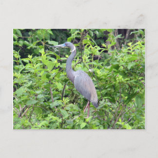 South Carolina Little Blue Heron Postcard Postkarte