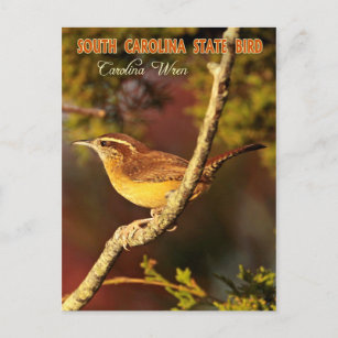 South Carolina Staat Bird: Carolina Wren Postkarte