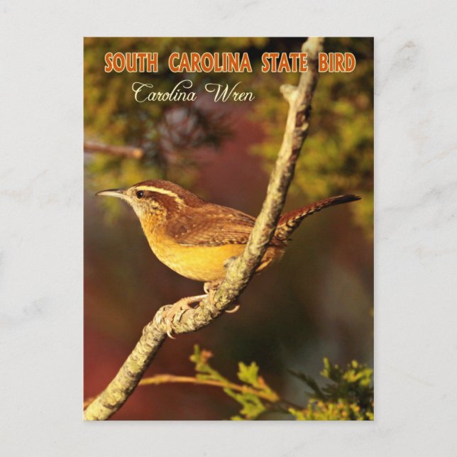 South Carolina Staat Bird: Carolina Wren Postkarte (Vorderseite)
