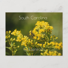 South Carolina Staat Blume Goldenrod Postkarte
