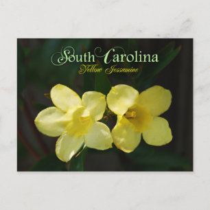 South Carolina Staat Blume: Yellow Jessamin Postkarte