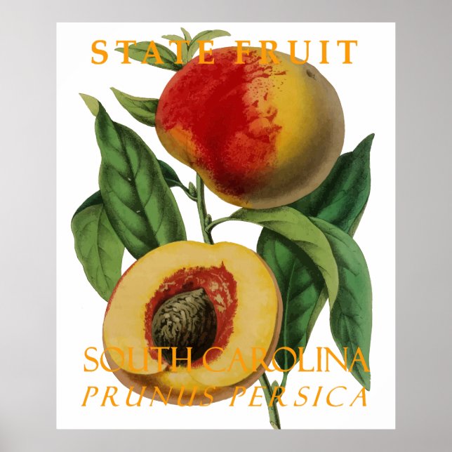 South Carolina Territorium Obst: Der Pfirsich Poster (Vorne)