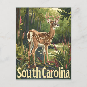 South Carolina Weißschwanzhirsche Postkarte