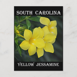 South Carolina Yellow Jessamin Postkarte