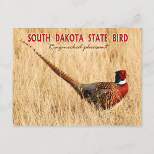 South Dakota Staat Bird: Ringhalsbläser Postkarte