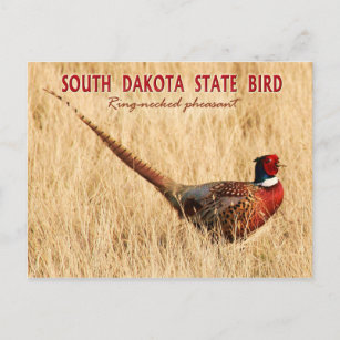 South Dakota Staat Bird: Ringhalsbläser Postkarte
