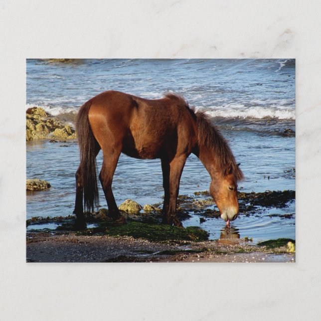 South Devon Dartmoor Pony Licking Sea Water Postkarte (Vorderseite)