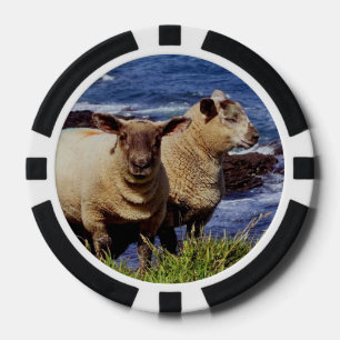South Devon hat zwei Lämmer an der Klippe Pokerchips