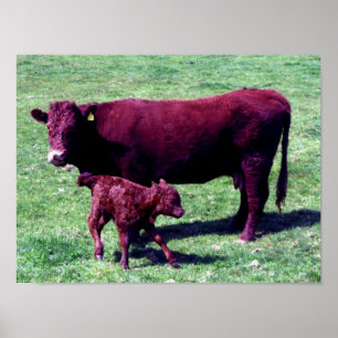 South Devon Ruby Red Cow und Young Calf Poster