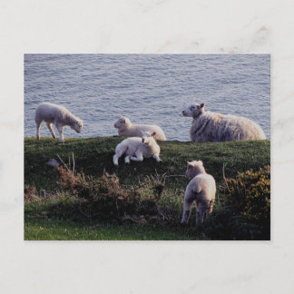 South Devon Sheep and Lambs on Remote Coastline Postkarte