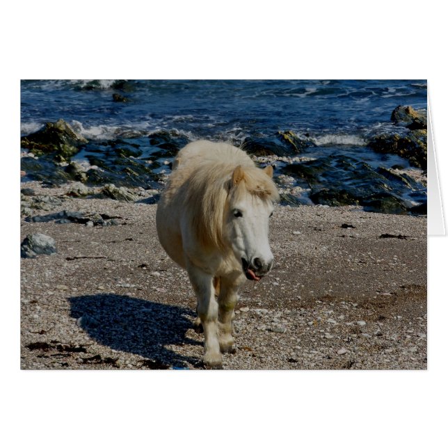 South Devon Shetland Pony zu Fuß am Remote Beach (Vorderseite (Horizontal))