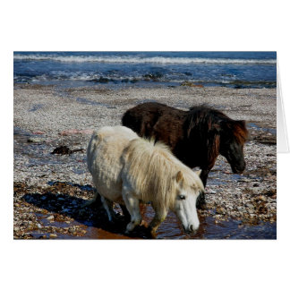 South Devon zwei Shetland Ponys am Remote Beach