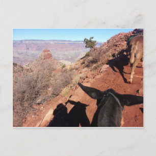 South Kiabab Grand Canyon Nationalpark Mule Ride Postkarte