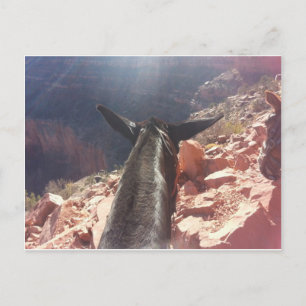 South Kiabab Grand Canyon Nationalpark Mule Ride Postkarte