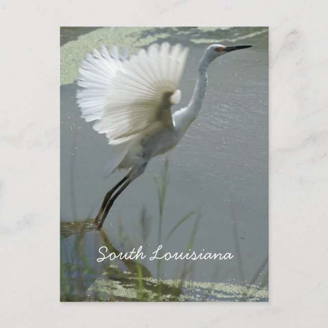 South Louisiana Postkarte (Vorderseite)