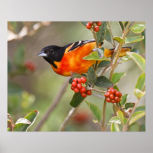 South Padre Island, Texas, USA, Baltimore Oriole Poster