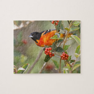 South Padre Island, Texas, USA, Baltimore Oriole Puzzle