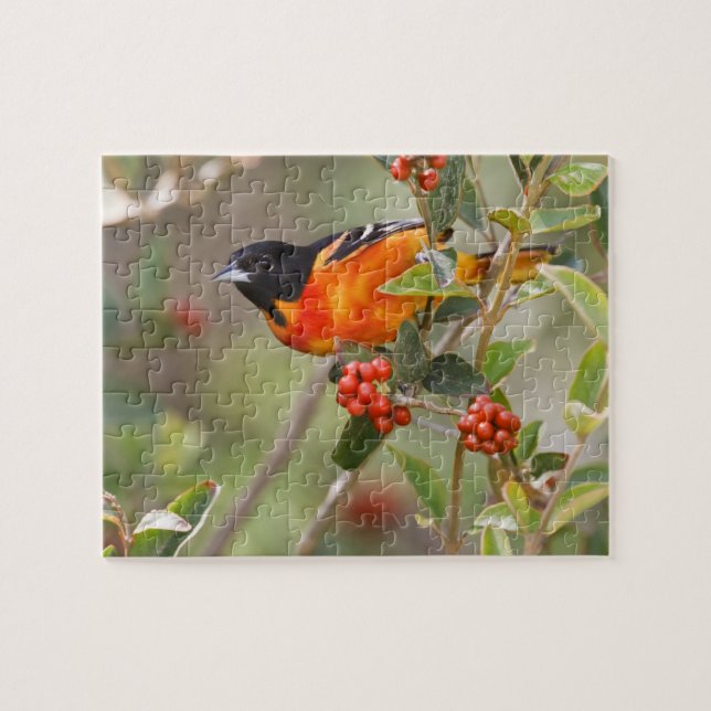 South Padre Island, Texas, USA, Baltimore Oriole Puzzle (Horizontal)