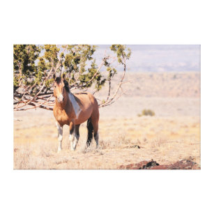 South Steens Wild Horse Leinwanddruck