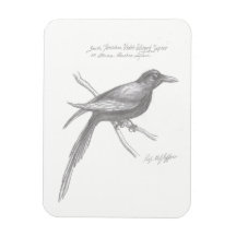 South Tirnishan Violet-Winged Sapier Magnet