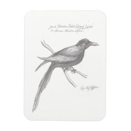 South Tirnishan Violet-Winged Sapier Magnet