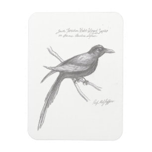 South Tirnishan Violet-Winged Sapier Magnet