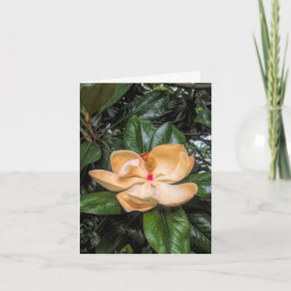 Southern Magnolia2@Stenton House Museum & Garten Dankeskarte