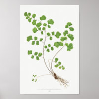 Southern Maidenhair Fern Vintag Illustration