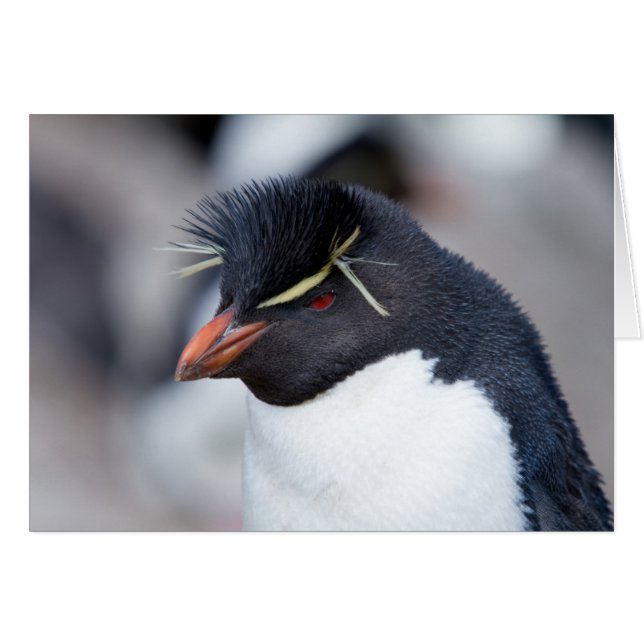 Southern Rockhopper Penguin (Vorderseite (Horizontal))