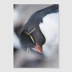 Southern Rockhopper Penguin Magnetkarte