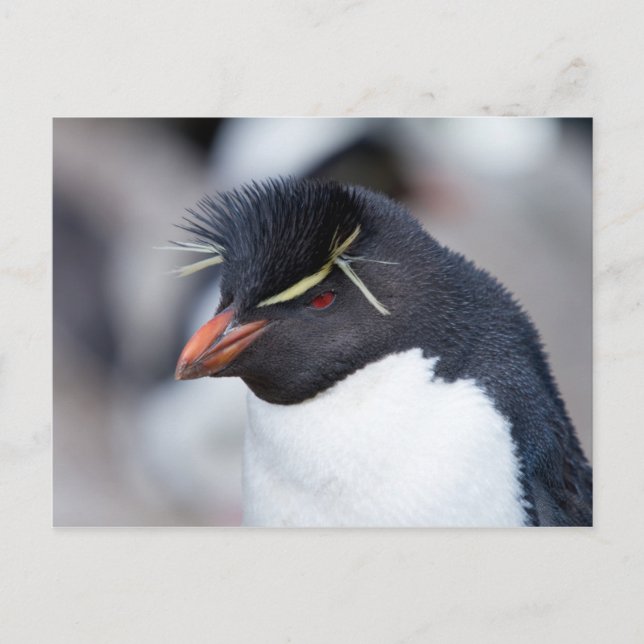 Southern Rockhopper Penguin Postkarte (Vorderseite)