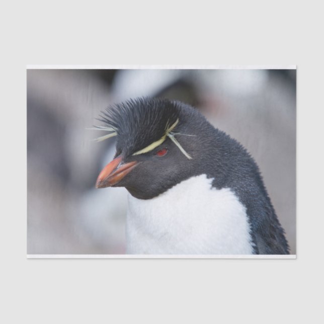 Southern Rockhopper Penguin Seidenpapier (Vorderseite)